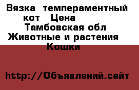 Вязка  темпераментный кот › Цена ­ 2 000 - Тамбовская обл. Животные и растения » Кошки   